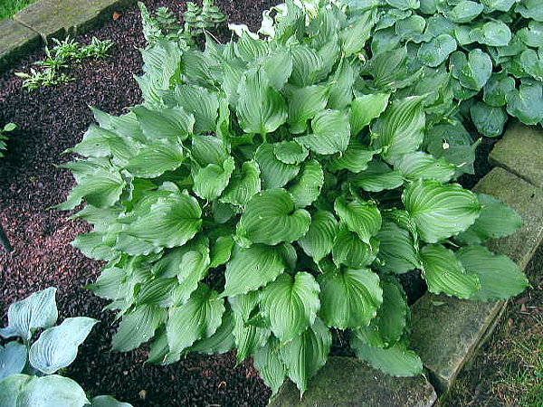 Hosta stirfry